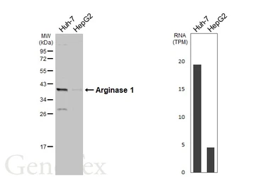 Anti-Arginase 1 antibody used in Western Blot (WB). GTX109242