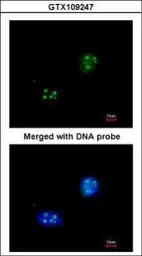 Anti-NHP2L1 antibody [N1C3] used in Immunocytochemistry/ Immunofluorescence (ICC/IF). GTX109247