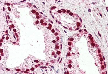 Anti-IRF6 antibody, C-term used in IHC (Paraffin sections) (IHC-P). GTX10925