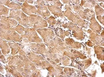 Anti-GSTT1 antibody used in IHC (Paraffin sections) (IHC-P). GTX109250