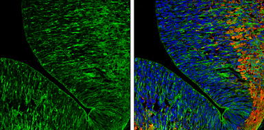 Anti-Caspr2 antibody [N2N3] used in IHC (Frozen sections) (IHC-Fr). GTX109389