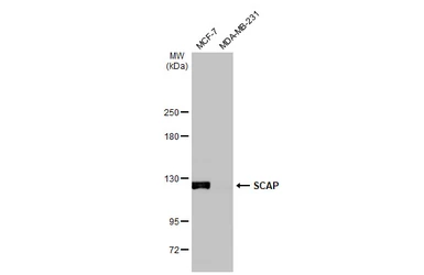 Anti-SCAP antibody [C2C3], C-term used in Western Blot (WB). GTX109474