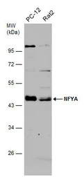 Anti-NFYA antibody used in Western Blot (WB). GTX109511