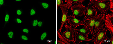 Anti-NFYA antibody used in Immunocytochemistry/ Immunofluorescence (ICC/IF). GTX109511