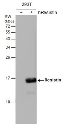 Anti-Resistin antibody [N1C3] used in Western Blot (WB). GTX109562