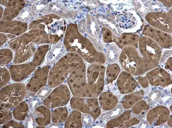 Anti-Ketohexokinase antibody [N1C3] used in IHC (Paraffin sections) (IHC-P). GTX109591