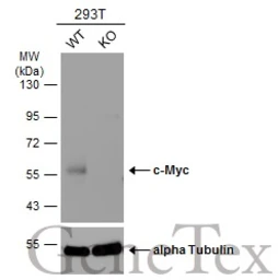 Anti-c-Myc antibody [N1], N-term used in Western Blot (WB). GTX109636