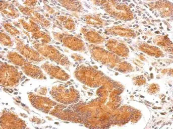 Anti-EEA1 antibody [C3], C-term used in IHC (Paraffin sections) (IHC-P). GTX109638