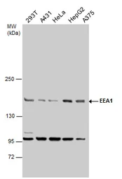 Anti-EEA1 antibody [C3], C-term used in Western Blot (WB). GTX109638