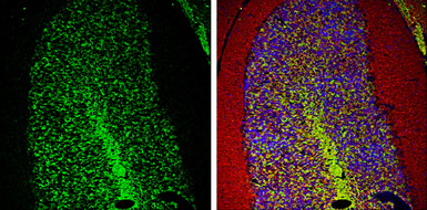 Anti-PGP9.5 antibody used in IHC (Frozen sections) (IHC-Fr). GTX109646