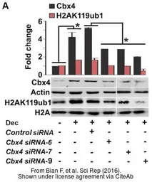 Anti-CBX4 antibody [C3], C-term used in Western Blot (WB). GTX109662