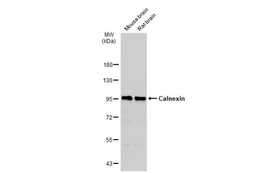 Anti-Calnexin antibody [C3], C-term used in Western Blot (WB). GTX109669