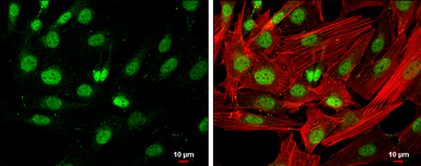 Anti-HDAC3 antibody [C3], C-term used in Immunocytochemistry/ Immunofluorescence (ICC/IF). GTX109679