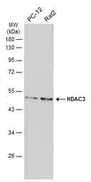 Anti-HDAC3 antibody [C3], C-term used in Western Blot (WB). GTX109679
