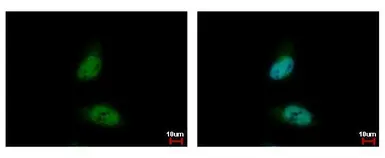 Anti-HDAC3 antibody [C3], C-term used in Immunocytochemistry/ Immunofluorescence (ICC/IF). GTX109679