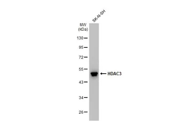 Anti-HDAC3 antibody [C3], C-term used in Western Blot (WB). GTX109679