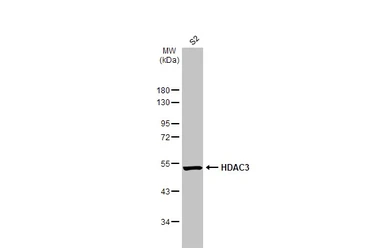 Anti-HDAC3 antibody [C3], C-term used in Western Blot (WB). GTX109679