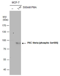 Anti-PKC theta (phospho Ser695) antibody used in Western Blot (WB). GTX109689