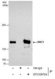 Anti-SMC1A antibody [N1N2], N-term used in Immunoprecipitation (IP). GTX109724