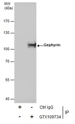 Anti-Gephyrin antibody [N2C1], Internal used in Immunoprecipitation (IP). GTX109734