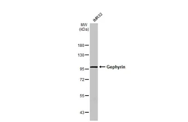 Anti-Gephyrin antibody [N2C1], Internal used in Western Blot (WB). GTX109734