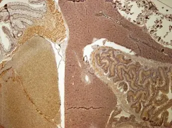 Anti-MCM4 antibody used in IHC (Paraffin sections) (IHC-P). GTX109740