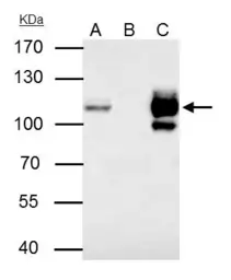 Anti-MCM4 antibody used in Immunoprecipitation (IP). GTX109740