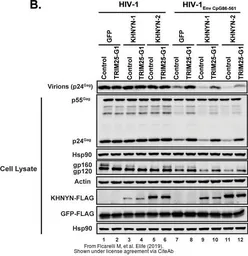 Anti-Hsp90 alpha antibody used in Western Blot (WB). GTX109753