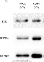 Anti-Hsp90 alpha antibody used in Western Blot (WB). GTX109753