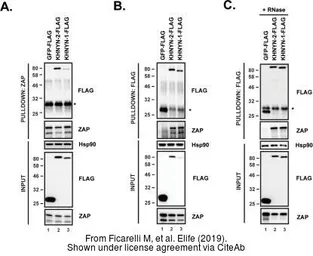 Anti-Hsp90 alpha antibody used in Western Blot (WB). GTX109753
