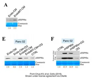 Anti-Hsp90 alpha antibody used in Western Blot (WB). GTX109753