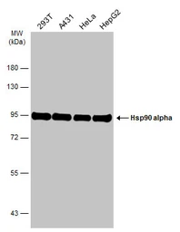 Anti-Hsp90 alpha antibody used in Western Blot (WB). GTX109753
