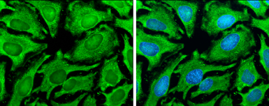Anti-Hsp90 alpha antibody used in Immunocytochemistry/ Immunofluorescence (ICC/IF). GTX109753