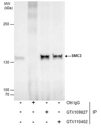 Anti-SMC3 antibody [N1N2], N-term used in Immunoprecipitation (IP). GTX109827