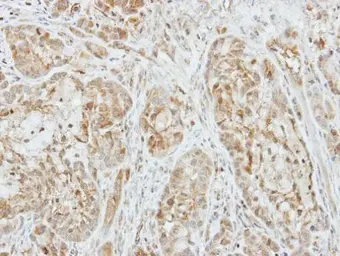 Anti-Factor X antibody used in IHC (Paraffin sections) (IHC-P). GTX109830