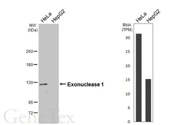 Anti-Exonuclease 1 antibody used in Western Blot (WB). GTX109891