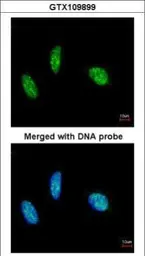 Anti-RBM15 antibody [N1N3] used in Immunocytochemistry/ Immunofluorescence (ICC/IF). GTX109899