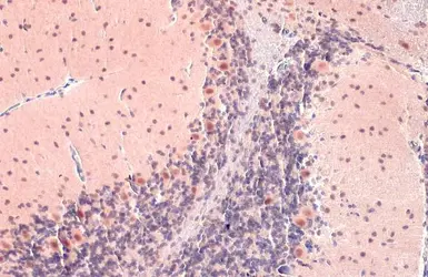 Anti-O-GlcNAc transferase antibody used in IHC (Paraffin sections) (IHC-P). GTX109939