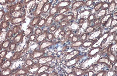 Anti-Villin antibody used in IHC (Paraffin sections) (IHC-P). GTX109940
