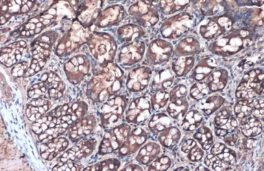 Anti-Villin antibody used in IHC (Paraffin sections) (IHC-P). GTX109940