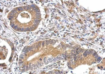 Anti-OFD1 antibody used in IHC (Paraffin sections) (IHC-P). GTX110010