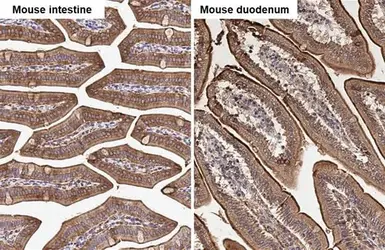 Anti-Villin antibody used in IHC (Paraffin sections) (IHC-P). GTX110034