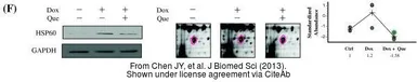Anti-HSP60 antibody used in Western Blot (WB). GTX110089