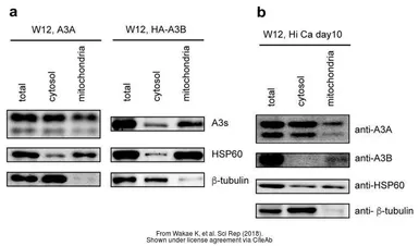Anti-HSP60 antibody used in Western Blot (WB). GTX110089