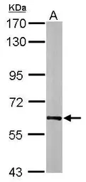Anti-HSP60 antibody used in Western Blot (WB). GTX110089