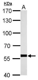 Anti-HSP60 antibody used in Western Blot (WB). GTX110089