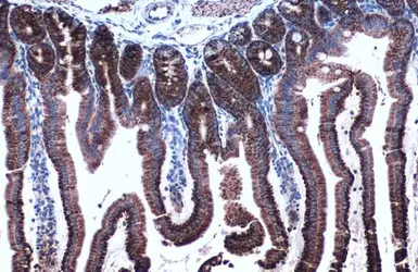 Anti-HSP60 antibody used in IHC (Paraffin sections) (IHC-P). GTX110089