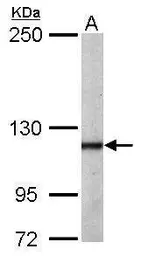 Anti-O-GlcNAc transferase antibody [N1N2], N-term used in Western Blot (WB). GTX110136