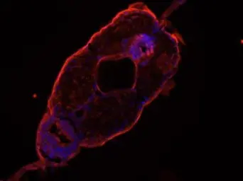 Anti-TCP1 epsilon antibody [N1C1] used in IHC (Frozen sections) (IHC-Fr). GTX110167