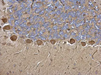 Anti-Tryptophanyl tRNA synthetase antibody used in IHC (Paraffin sections) (IHC-P). GTX110223